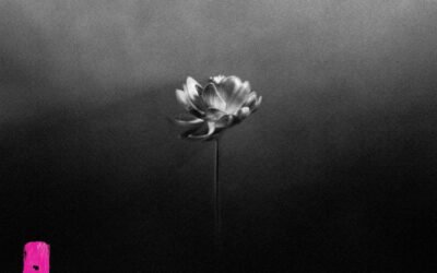 L’anno del loto di Little Simz