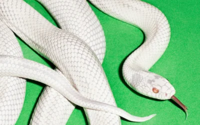 Private Music: la formula Deftones, avvolta nel serpente bianco