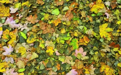 Tra attitudine punk e canzone d’autore, il DIY torinese duro a morire